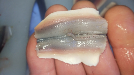 シンコと新イカが同時に味わえます