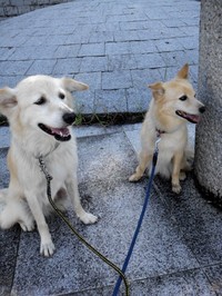 名古屋犬のしつけ ペットシッターならウォークワンへ お散歩代行