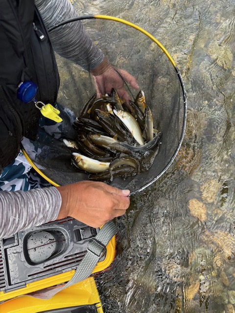 吉野の鮎 Fishing Scenes] #469 Two master anglers chase after 100cm